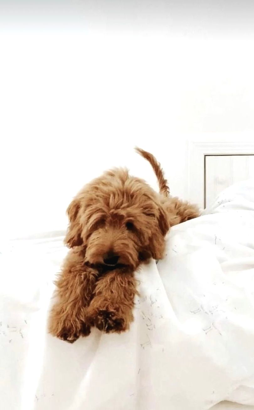 Labradoodle Efsane Yavrular Güncel Kedi Köpek Yavru ilanları