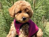 Sağlık ve Irk Garantili Toy Poodle Yavrular bir 