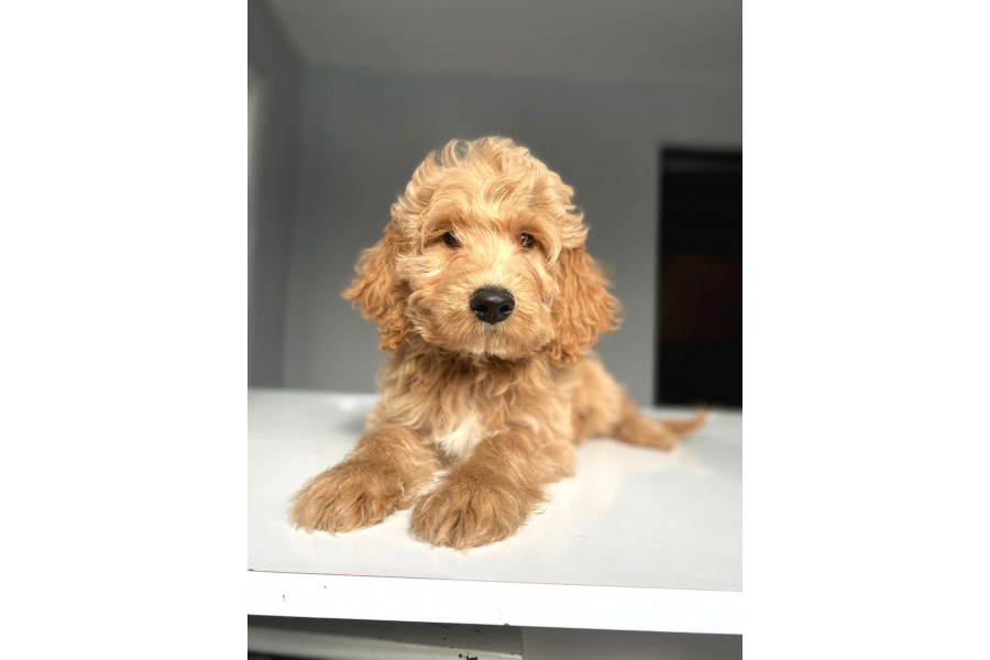 Labradoodle Goldendoodle Bernedoodle Yavrular Güncel Kedi Köpek Yavru
