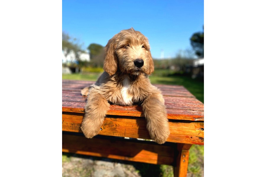 LABRADOODLE YAVRULAR Güncel Kedi Köpek Yavru ilanları
