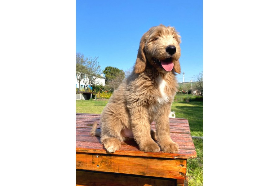 LABRADOODLE YAVRULAR Güncel Kedi Köpek Yavru ilanları