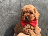 Red Toy POODLE Yavrum 
