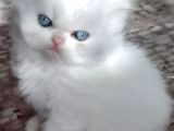 Iran  kedisi yavrularim sahibini ariyor