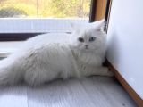 Beyaz erkek kedi 