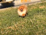 Safkan Kusursuz Yetişkin Dışı Pomeranian Boo