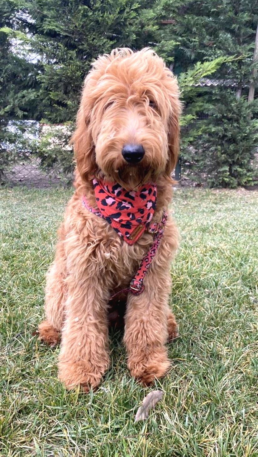 Dev Labradoodle Dişi Güncel Kedi Köpek Yavru ilanları