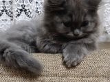 3 aylık chinchilla erkek yavru kedi