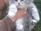 2 aylık İnanılmaz sevimli oyuncu  scottish fold/straight kedilerimiz yeni ailelerini merakla bekliyor