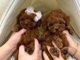 Toy poodle red brown Kore mini boy yavrularımız 