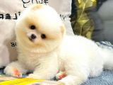 Yavru Patiler Farkı İle Türkiye de Efsane Olacak Pomeranian Bebekler