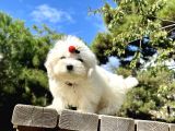 Maltese terrier pamuk beyaz yavrularÄ±mÄ±z Ã¼retim Ã§iftliÄŸinden 