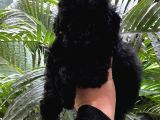 Minyatür Boy Poodle Yavrular