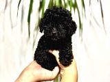Mini T-Cup Poodle