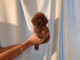 TOY POODLE YAVRULAR.....