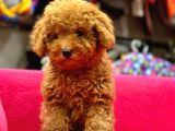 Toy poodle 