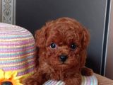 toy poodle mükemmel üstü yavrular 