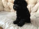 SİYAH POODLE YAVRU 