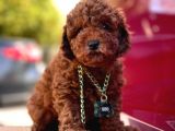 Safkan Toy Poodle Yavrularımız
