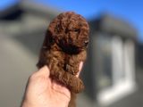 RED BROWN TOY POODLE YAVRULAR
