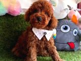 Safkan Toy Poodle Yavrularımız