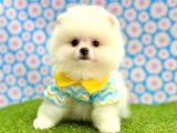 Safkan Pomeranian Boo Yavrularımız