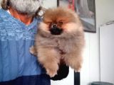 Orijinal Pomeranian Boo 