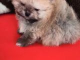 Orijinal Pomeranian Boo 