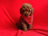 Safkan Toy Poodle Yavrularımız