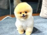 Pomeranian Boo  Yavrular | Aynı Gün Gönderim | Kapıda Ödeme