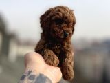 RED BROWN TOY POODLE YAVRULAR