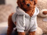RED BROWN TOY POODLE YAVRULAR