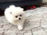 Pomeranian Boo 3 Aylık