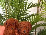 TOY POODLE
