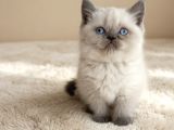Muhteşem British Shorthair Yavrular 