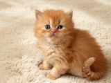 Mükemmel British Longhair Organik Portakallar 