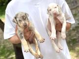Türkiye’de ilk ve tek özel renk Doberman yavrular