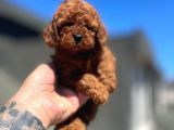 DİŞİ RED BROWN TOY POODLE YAVRULAR 