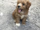Maltipoo köpek 