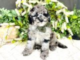 BLUE MERLE ÖZEL RENK MİNİ BERNEDOODLE YAVRULAR