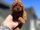 RED BROWN TOY POODLE 