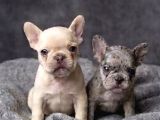 Exotic micro french bulldog 
