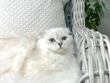 Özel Scottish Fold Longhair Erkek