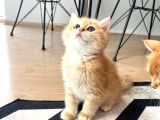 Safkan British Shorthair Golden NY12 Erkek Yavru 