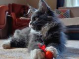 Dernek kayıtları yapılmış eksiksiz safkan secereli Mainecoon