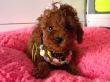 TATLI TADINDA POODLE YAVRULARI 