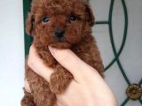 Safkan Toy Poodle Yavrularımız