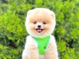 Safkan Pomeranian Boo Yavrularımız