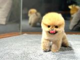 Özel Pomeranian Yavrularımız | Irk & Sağlık Garantili