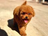  Özel Toy Poodle Yavrular | Irk & Sağlık Garantili Teslim