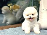 Pomeranian Boo Yavrular | Güvenli ve Sözleşmeli Teslim